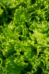 green lettuce leaves
