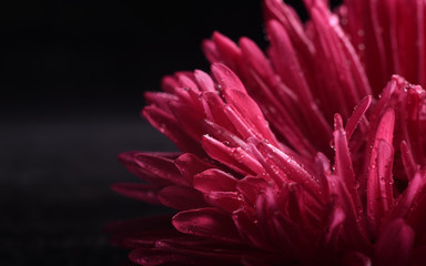 single pink aster isolated on black background close up