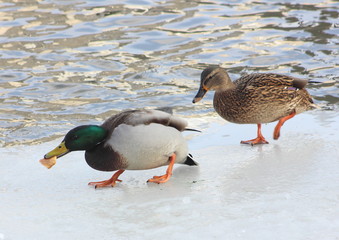 Waterfowl duck at high speed trying to swim away taking possession of a piece of bread