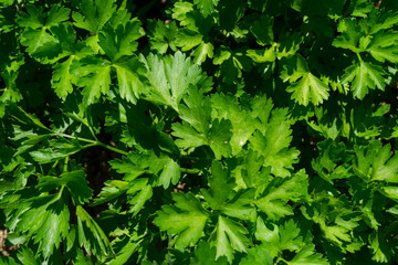 fresh green parsley