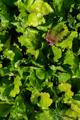  green beet cuttings in the garden