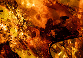Baltic amber, resin segments, fossil millions of years