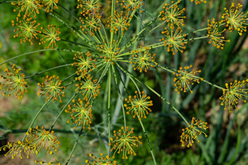 rosette of dill in the garden