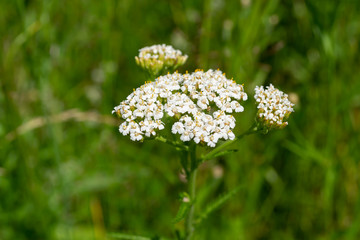 medicinal yarrow, tea