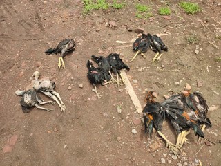 Dead chicken in the yard    