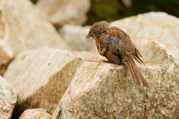 Dunnock, Prunella modularis, small bird on the lose, Pyrenees, Spain