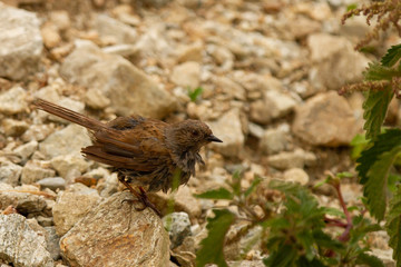 Dunnock, Prunella modularis, small bird on the lose, Pyrenees, Spain
