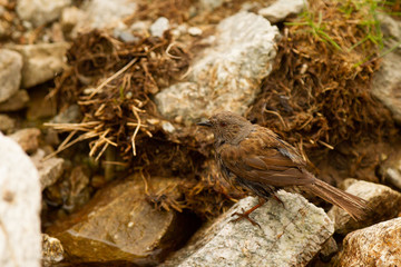 Dunnock, Prunella modularis, small bird on the lose, Pyrenees, Spain