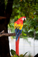 Macaw parrot on a branch of the tree