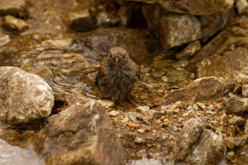 Dunnock, Prunella modularis, small bird bathing among the rocks, Spain