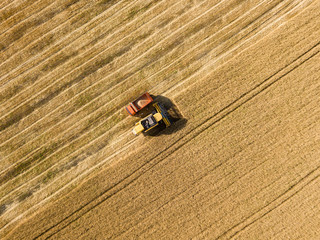 Aerial drone view. Mechanized harvesting of wheat in the field.