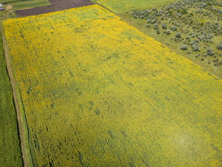 Aerial drone view. Sunflower field in Ukraine