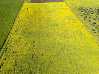 Aerial drone view. Sunflower field in Ukraine
