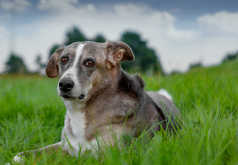 Schöner Hund liegt im Gras