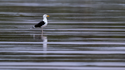 Great black backed gull standing on wet sand with reflections