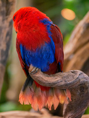 Portrait of colorful Macaw parrot.