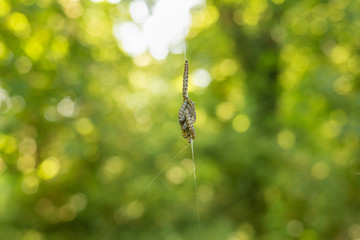 Spindle ermine aka Yponomeuta cagnagella garden pest larvae