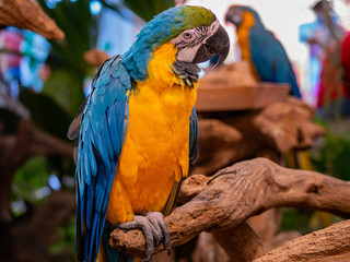 Portrait of colorful Macaw parrot.