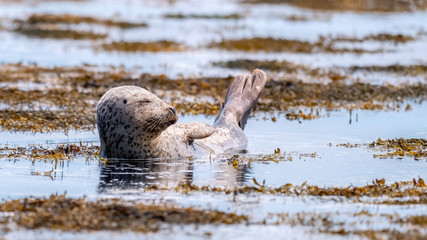 Fototapeta premium Common seal (harbour seal) sun bathing with his eyes closed in shallow water surrounded by seaweed in a calm ocean