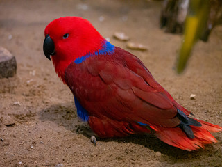 Portrait of colorful Macaw parrot.