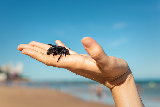 Hand shows a female carpenter bee rescued from the sea, Recife, Brazil