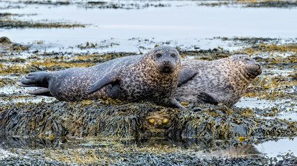 Fototapeta premium Two common seals (harbour seals) resting on a rock together