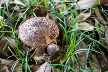 草の中のキノコ／ヘビキノコモドキ（Amanita spissacea）