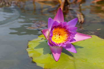 Beautiful blooming of purple water lily in a sunny day