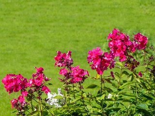 Obraz premium Red phlox in the garden at green background