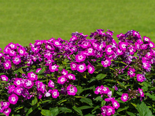 Obraz premium Purple phlox in the garden at green background