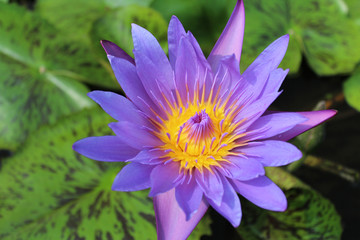 Beautiful blooming of purple water lily in a sunny day