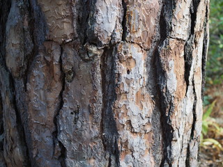 Texture Bark of Pine Tree closeup in summer forest