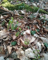 mushrooms in the grass