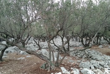 olive trees in the field