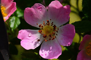 Dog Rose blossoms (Rosa canina)