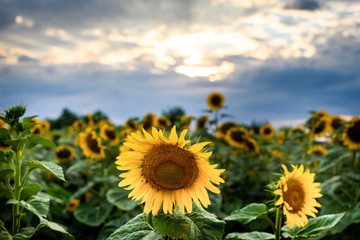 A beautiful field with sunflowers with sun rays in the sky with clouds of beautiful clouds. Summer day in the field.