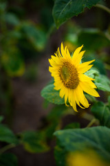 A beautiful field with sunflowers with sun rays in the sky with clouds of beautiful clouds. Summer day in the field.