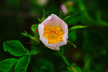 Dog Rose blossoms (Rosa canina)