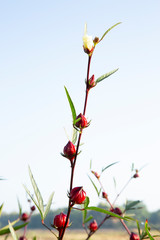 Roselle fruits flower blue sky background,Hibiscus sabdariffa or roselle flower