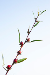 Roselle fruits flower blue sky background,Hibiscus sabdariffa or roselle flower