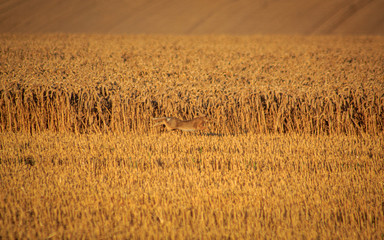 Hare in Wheat Field