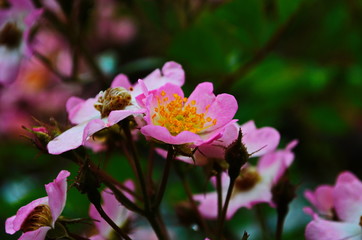 Dog Rose blossoms (Rosa canina)