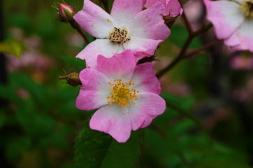 Obraz premium Dog Rose blossoms (Rosa canina)