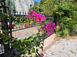 Iron sliding garden gate and summer flowers