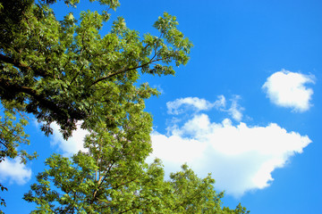 Grüner Park in Augsburg in Deutschland 4.7.2020