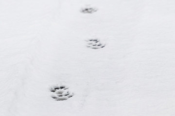 Dog tracks in the snow go into the distance