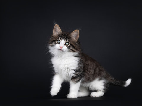 Expressive black tabby blotched with white Norwegian Forestcat kitten, standing / walking side ways with paw playful in air. Looking ahead with greenisch eyes. Isolated on a black background.