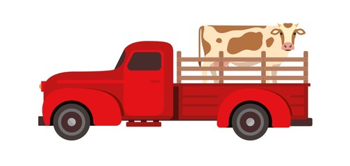 Cow Transportation flat vector illustration. Farm livestock animals moving. Cattle relocation with a red pick up truck.