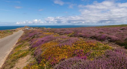 Fototapeta na wymiar wild purple flowers, sky and sea