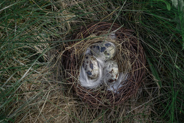nest with bird eggs in the grass